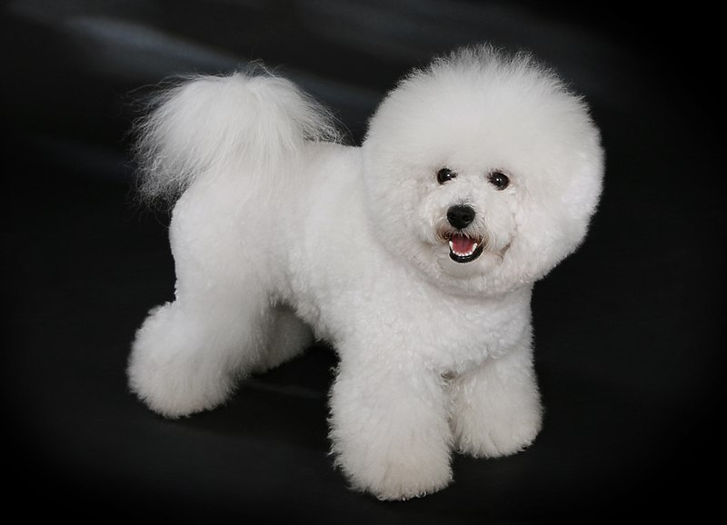 Curly Haired Dogs: Bichon Frise