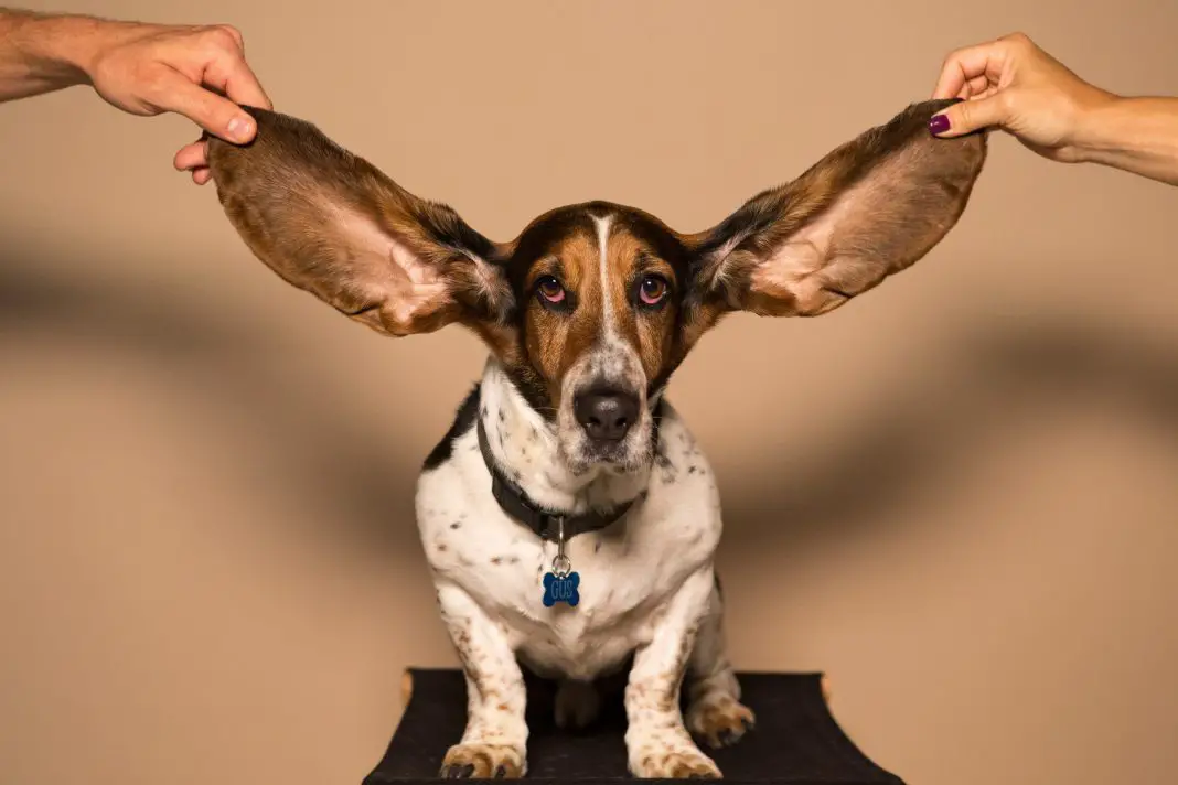 Cleaning Out Dogs Ears Home Remedies or Conventional Prescriptions
