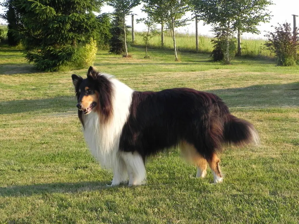 Why Big  Dogs  with Long Hair  Needs More Attention 