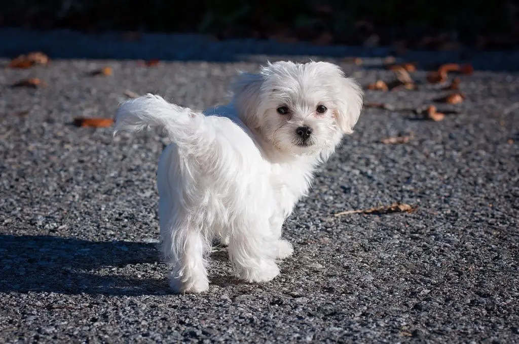 Which Dog Has Long Hair | A Maltese Dog