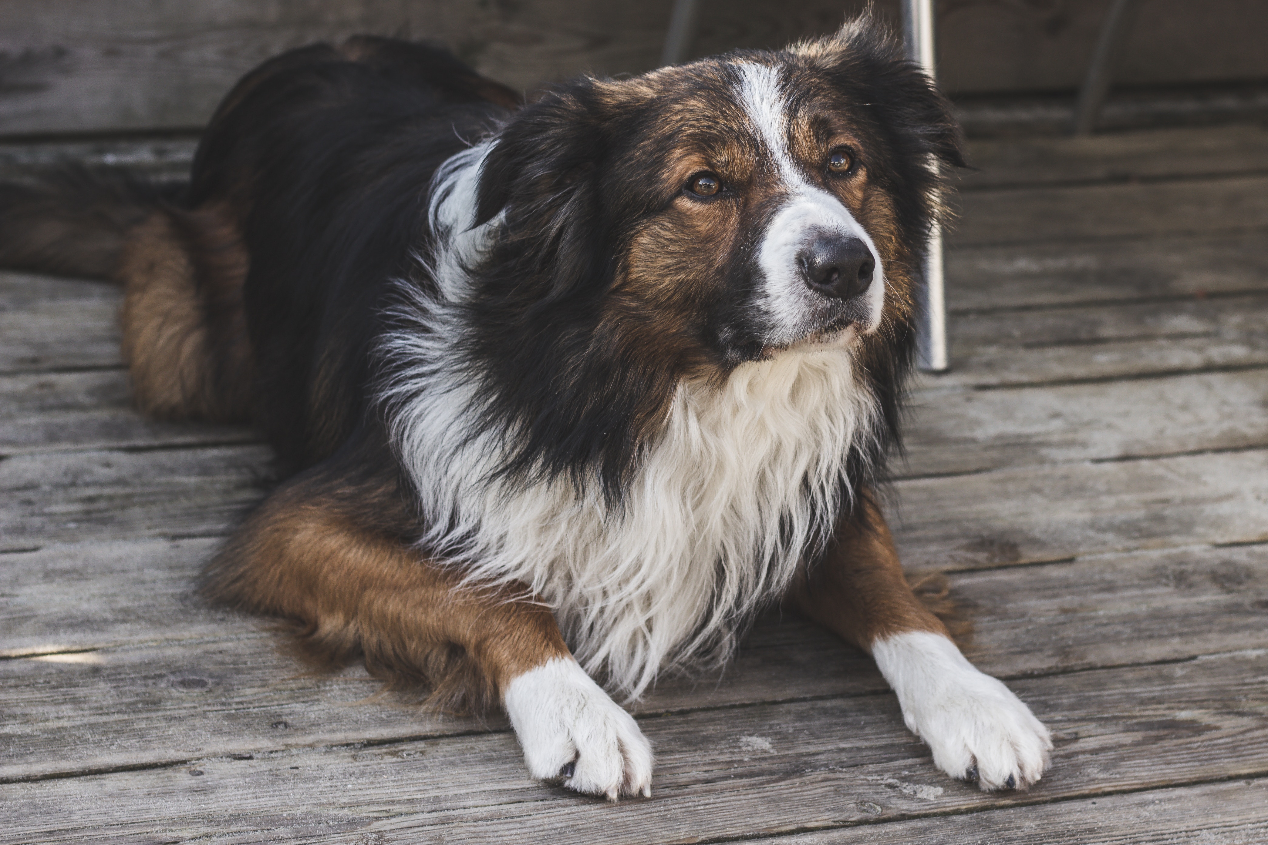 do-dogs-have-hair-or-fur-what-you-need-to-know-glamorous-dogs