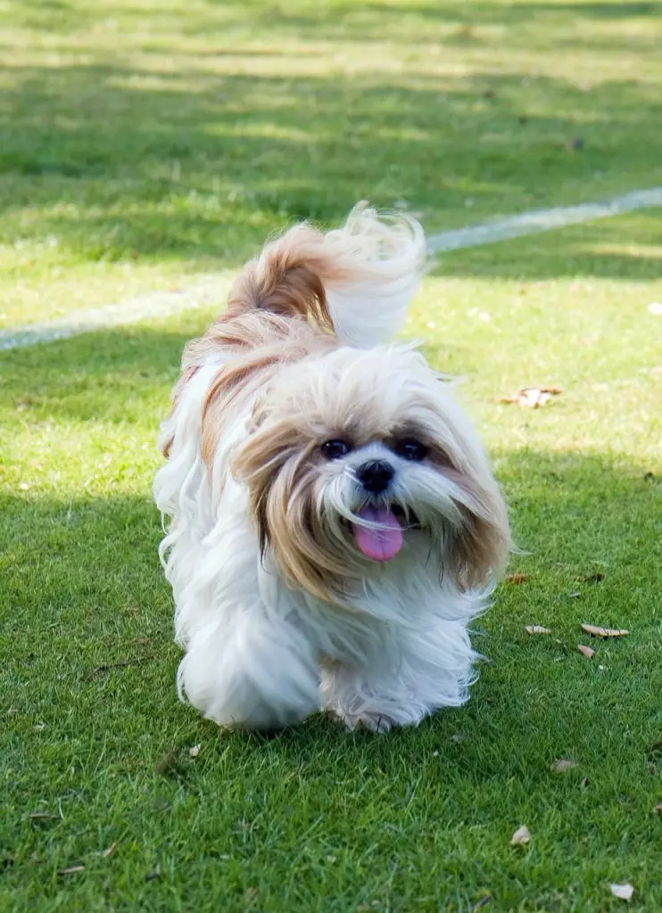 Which Dog Has Long Hair | A Shih Tzu