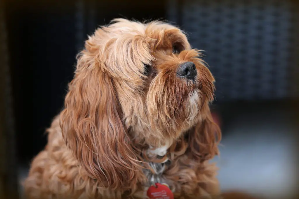 Do dogs have hair or fur: small dog with hair