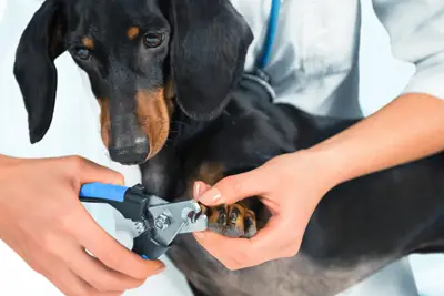 trimming dog nails. this a step from " how to trim dog nails that are over grown"