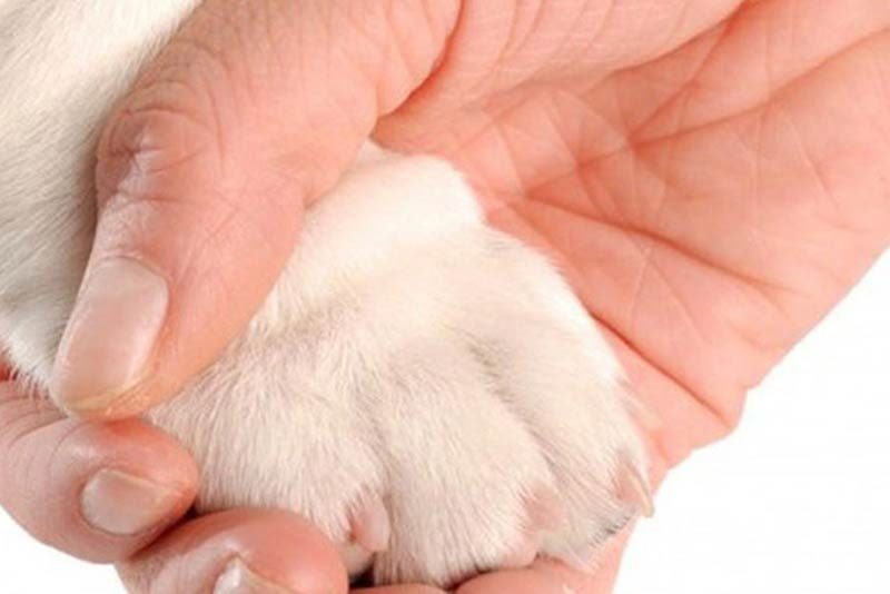 How to Trim Dog Nails That Are Overgrown in 8 Easy Stress