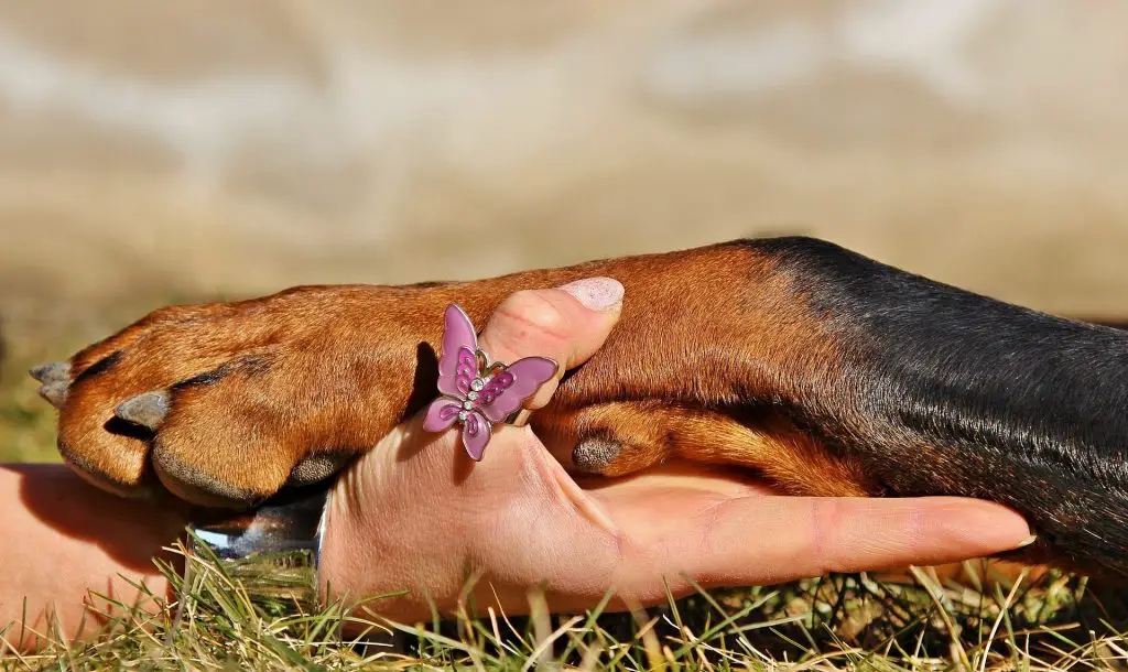 How to Find The Quick on Black Dog Nails: Easy Steps |