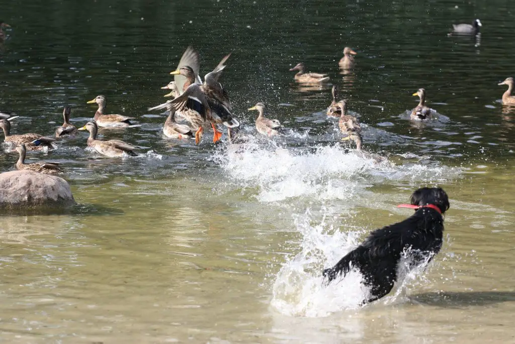 Duck Dog Training: Learn Not To Ruin It | Glamorous Dogs