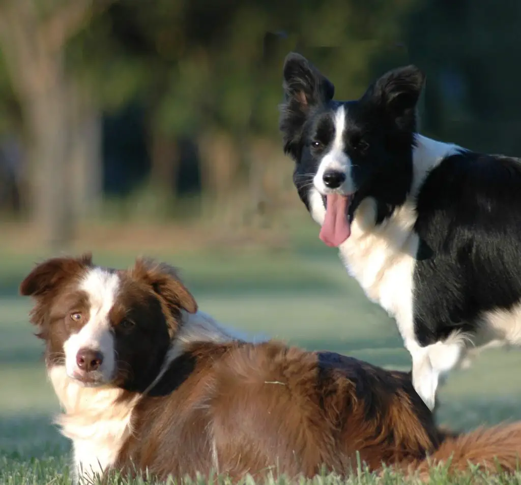 The 10 Easiest Dog Breeds to Train | Glamorous Dogs