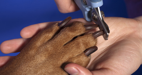 trimming dog nails that are over grown.