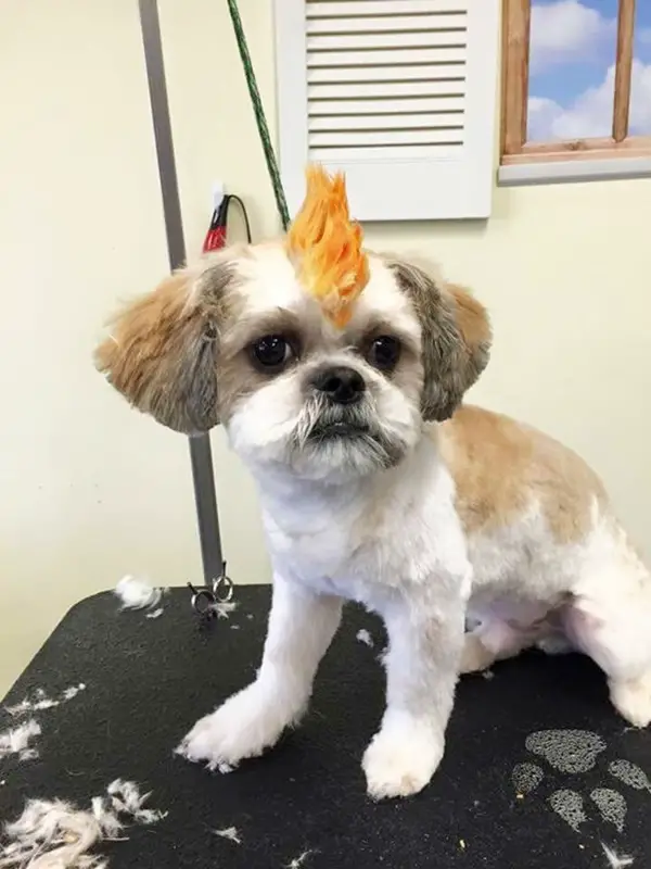 Top 14 Funny Dog Haircuts | Glamorous Dogs