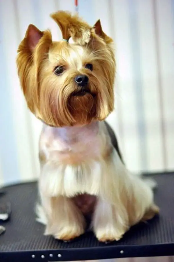 Top 14 Funny Dog Haircuts |