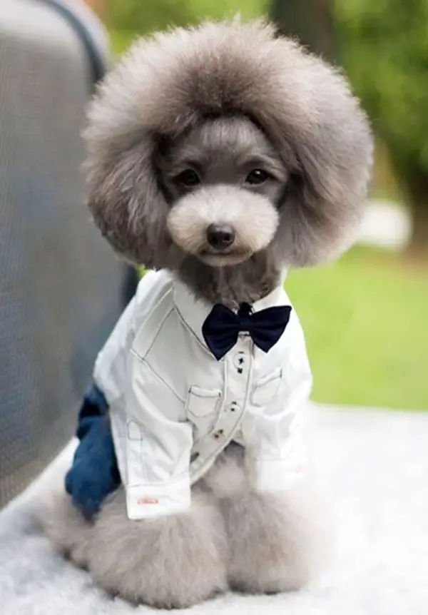 Top 14 Funny Dog Haircuts Glamorous Dogs