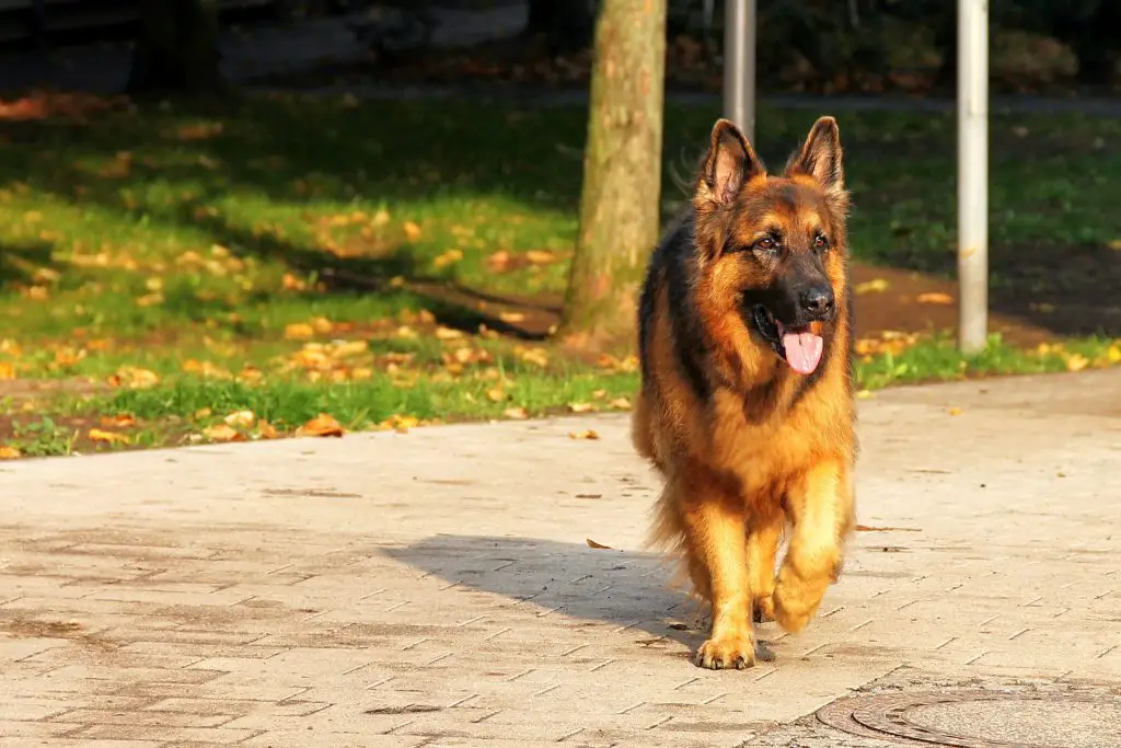 German Shepherd Australian Cattle Dog Mix: The Blue Heeler |