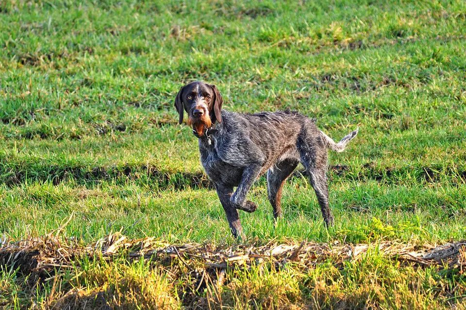 best brush for wirehaired dogs