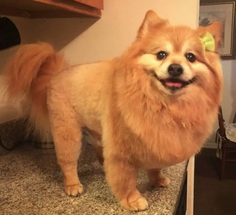 Lion Dog Haircut 