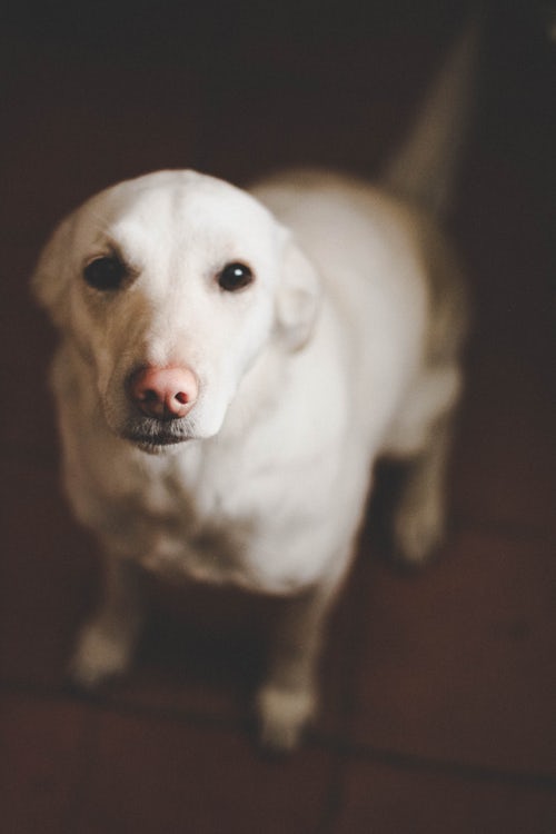 The best way to potty train a puppy