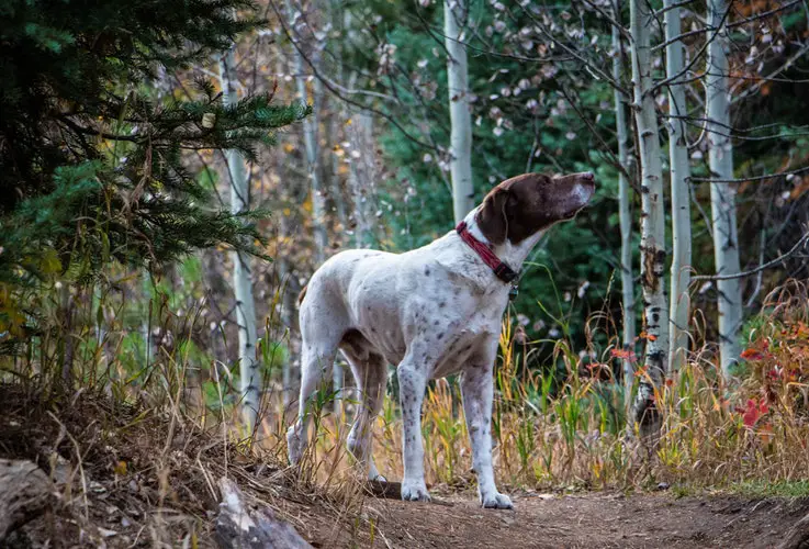 Rough Exterior Golden Heart Your Guide To Wire Haired Dogs