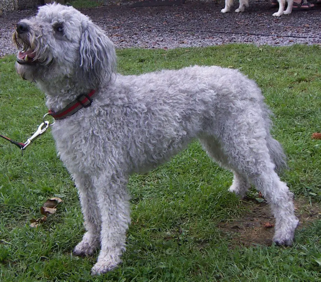 Curly Haired Dogs