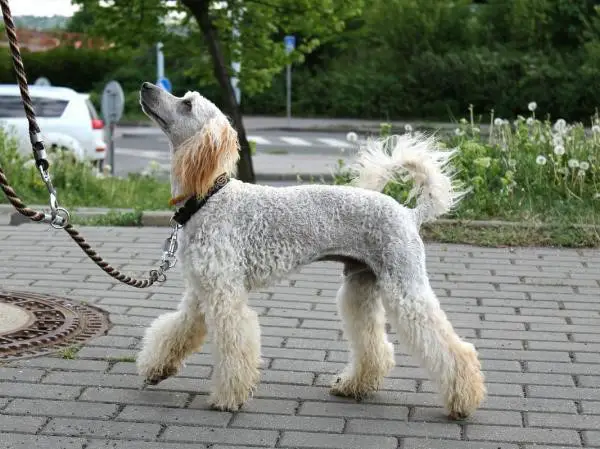 10 Small Dog Haircuts That Works For Any Small Dog Glamorous Dogs