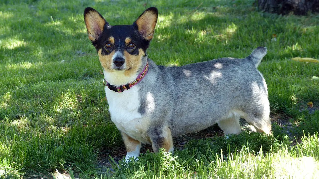 small dog haircuts