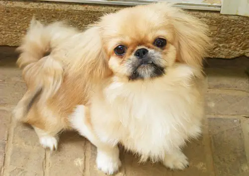 10 Small Dog Haircuts That Works For Any Small Dog