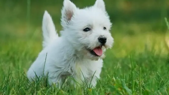 small dog haircuts