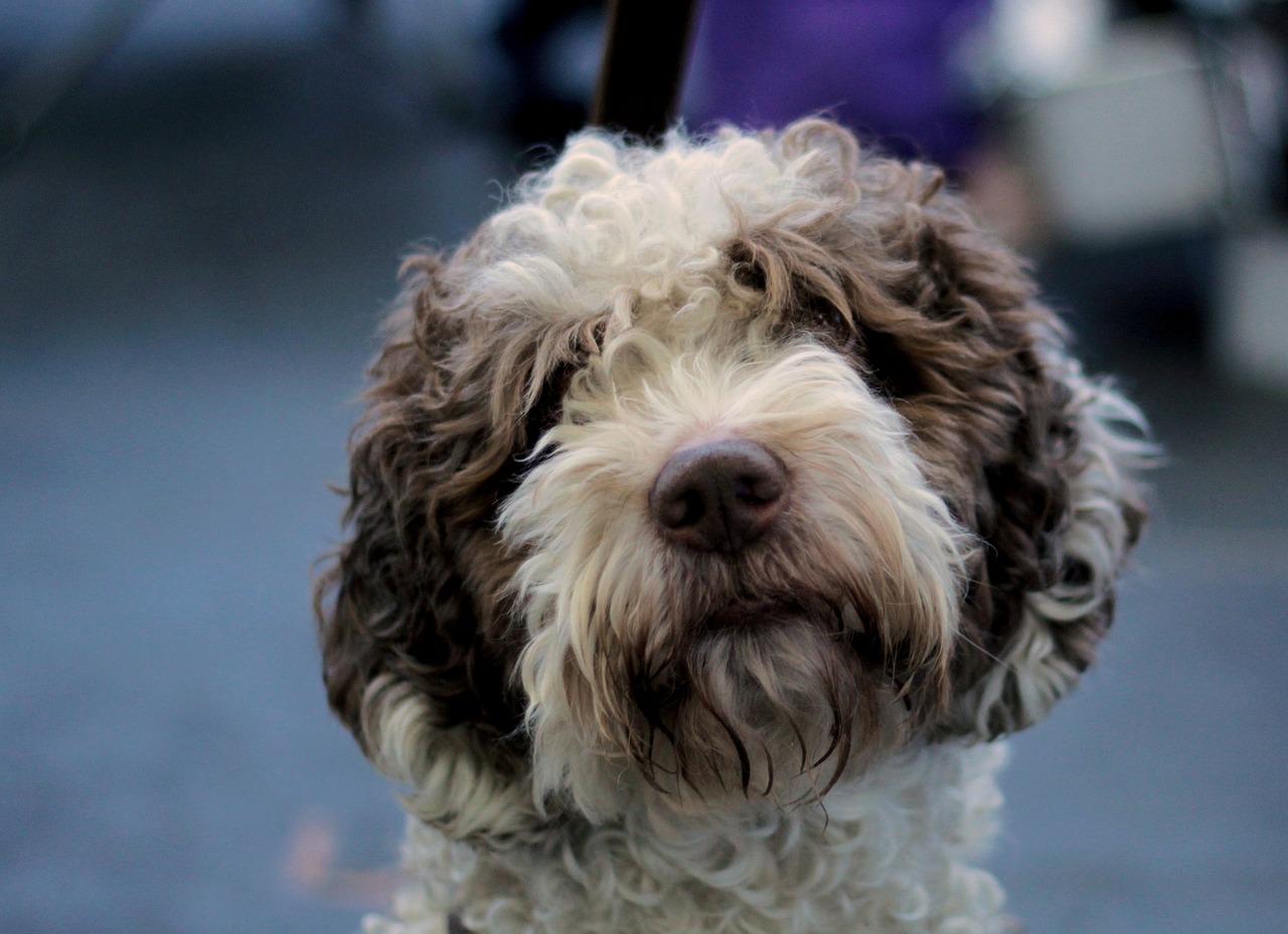 Top 10 Curly Haired Dogs With Stunning Hair | Glamorous Dogs