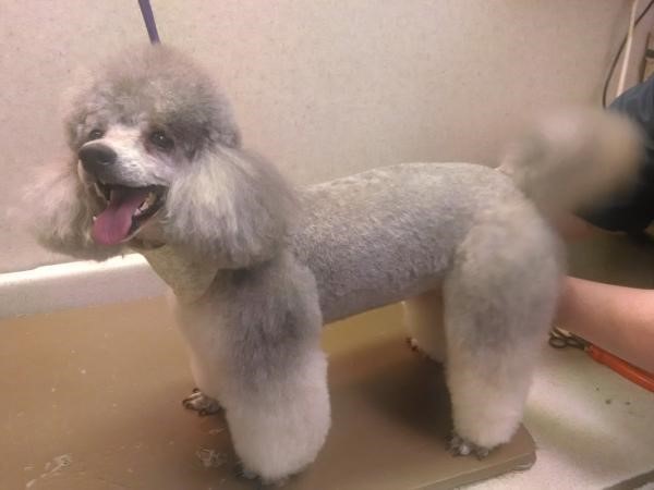 Types Of Dog Haircuts Every Dog Owner Must Know About Glamorous Dogs