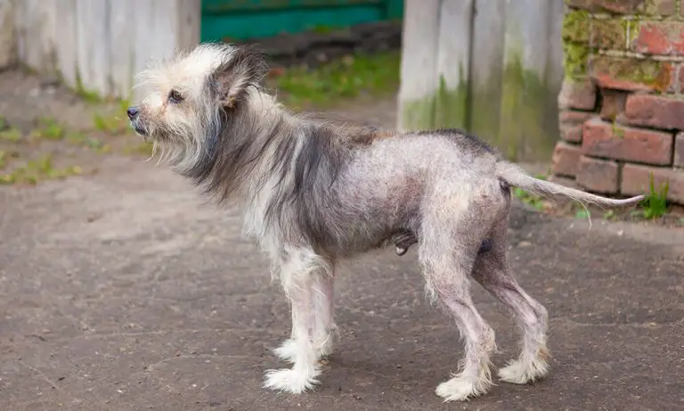 gabapentin and hair loss in dogs