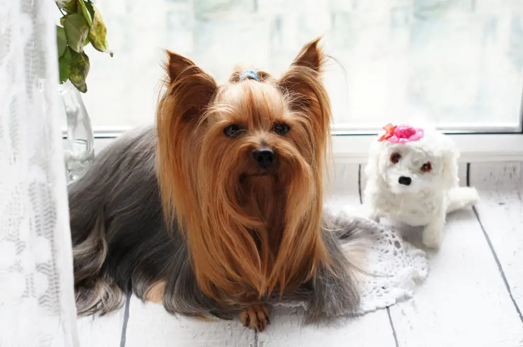 Which Dog Has Long Hair | Yorkshire Terrier