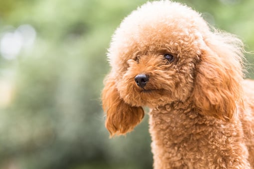 long haired small dog breeds