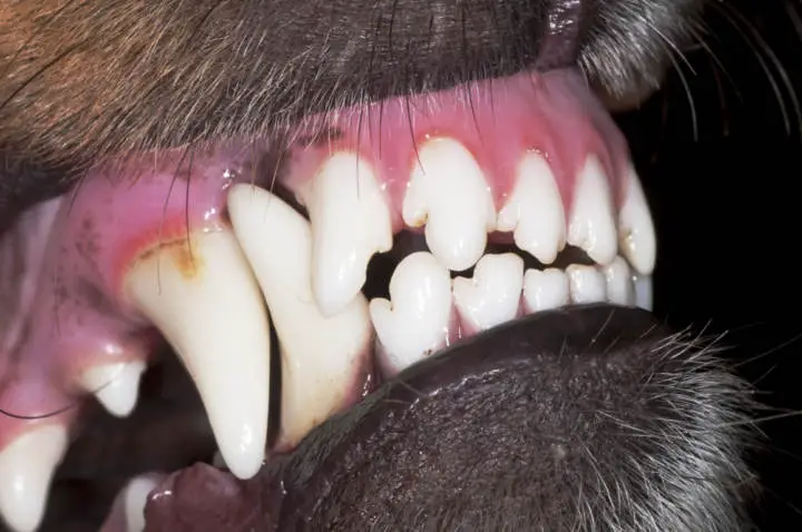 How To Clean Tartar Off Dogs Teeth - TeethWalls