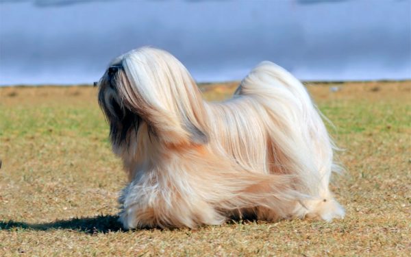 long haired small dog breeds