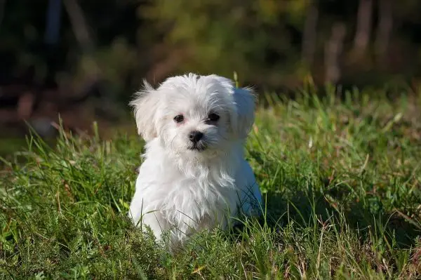 long haired small dog breeds