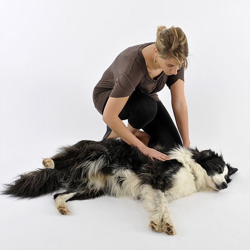 woman with dog in seizure. dog teeth chattering