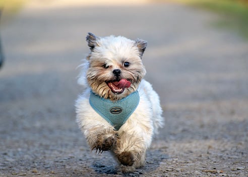 long haired small dog breeds