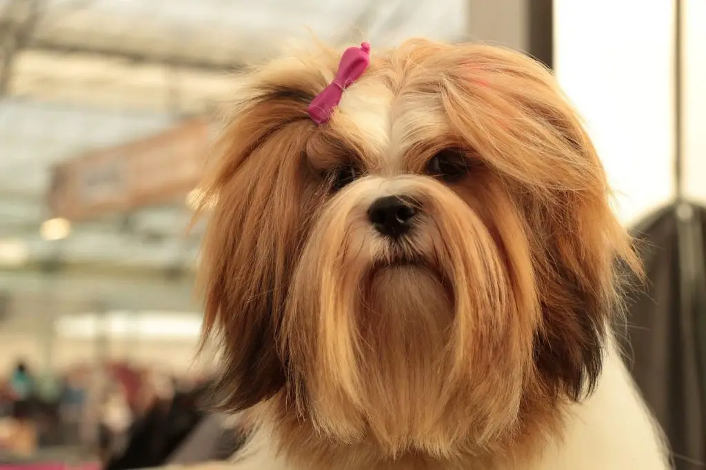 7 Long Haired Small Dog Breeds | Glamorous Dogs