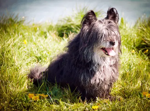 long haired small dog breeds