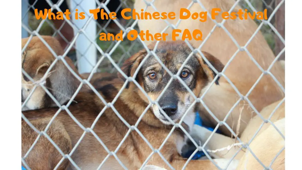 What is The Chinese Dog Festival and Other FAQ Glamorous Dogs