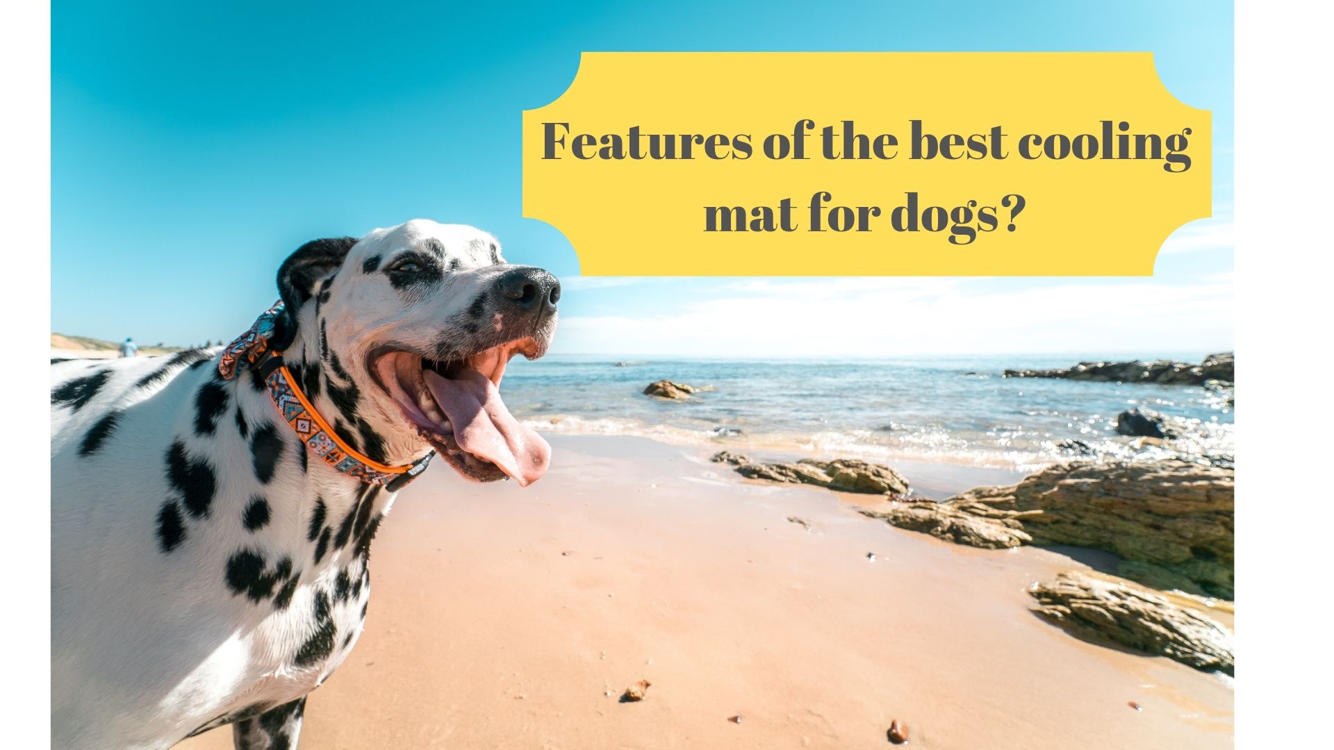 Features Of The Best Cooling Mat For Dogs Glamorous Dogs