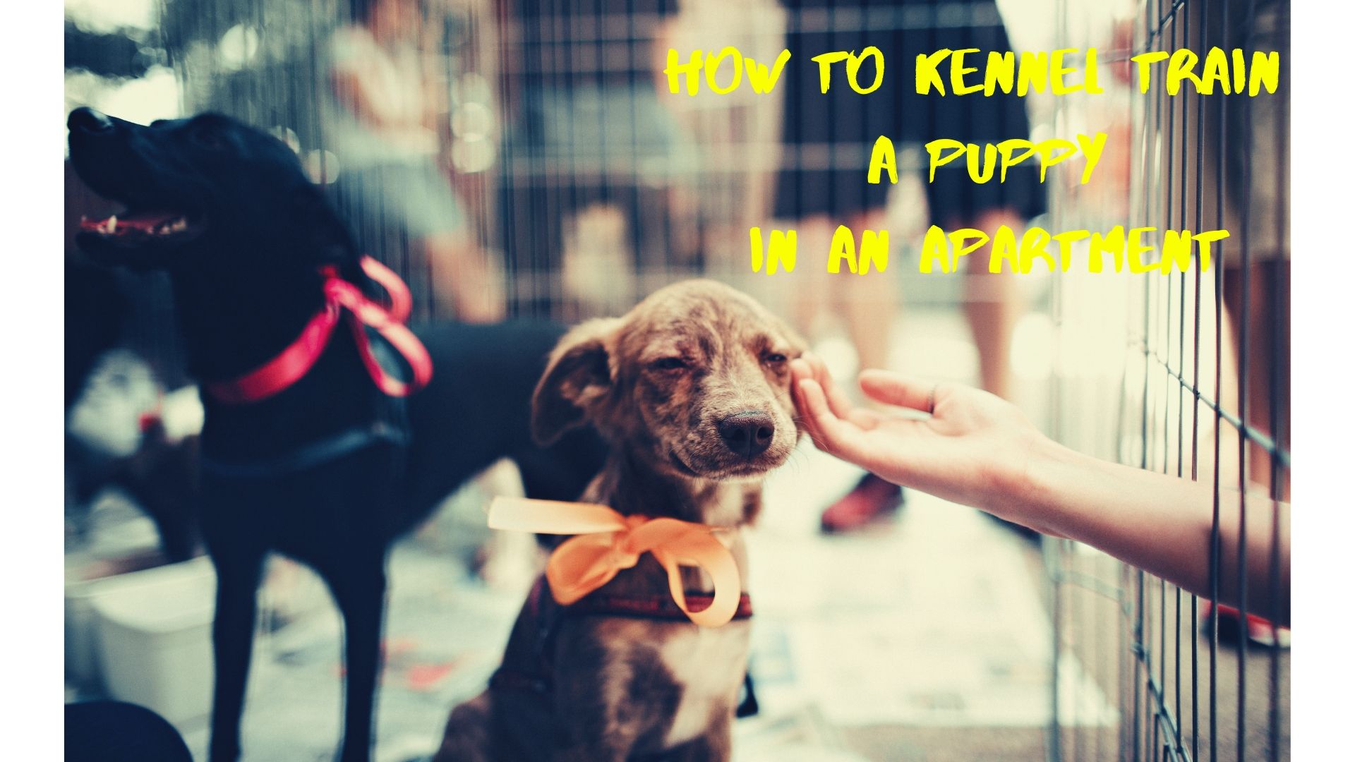 How to Kennel Train A Puppy in An Apartment Glamorous Dogs