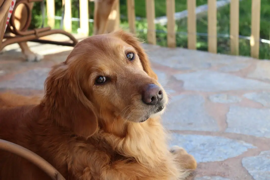 Top Pet Grooming Tips for Golden Retrievers Glamorous Dogs