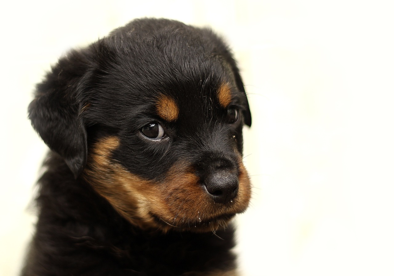 Rottweiler Puppy Training The Ultimate Guide Glamorous Dogs