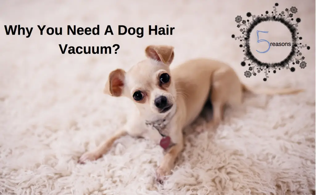 Why You Need A Dog Hair Vacuum (5 Reasons) Glamorous Dogs