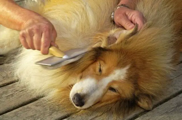 How To Cut Matted Dog Hair Without Injuring Your Dog Glamorous Dogs