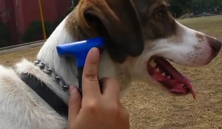 How To Cut Matted Dog Hair Without Injuring Your Dog Glamorous Dogs