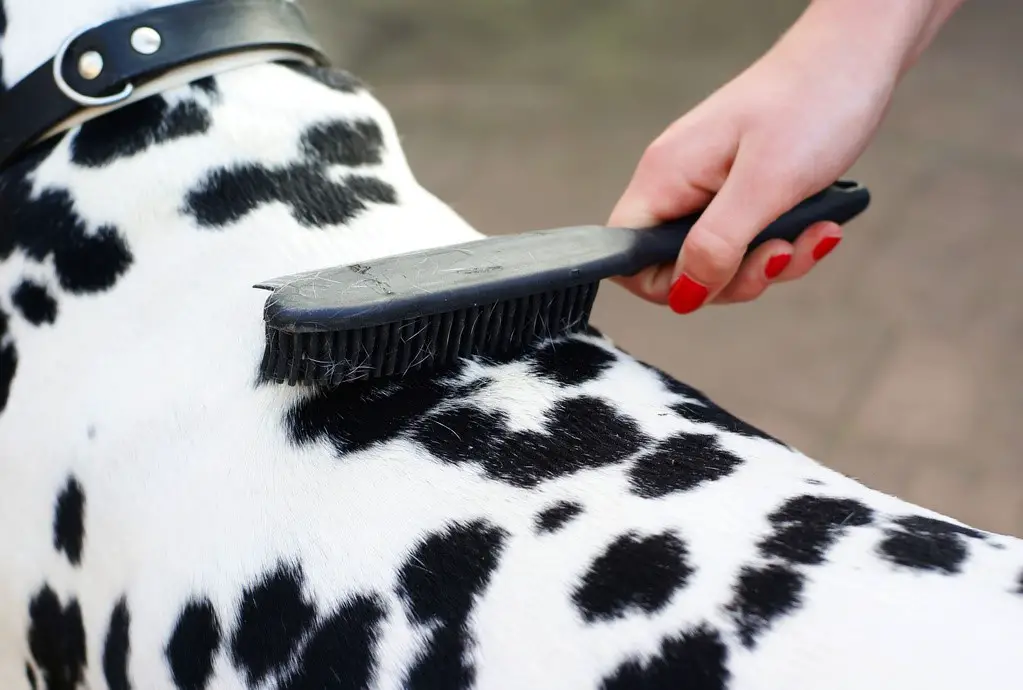 How To Cut Matted Dog Hair Without Injuring Your Dog Glamorous Dogs