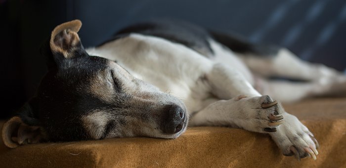 training a deaf dog