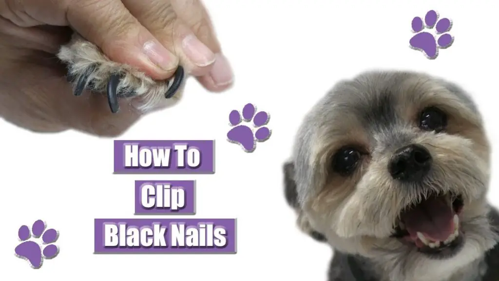 How to Find The Quick on Black Dog Nails Easy Steps Glamorous Dogs