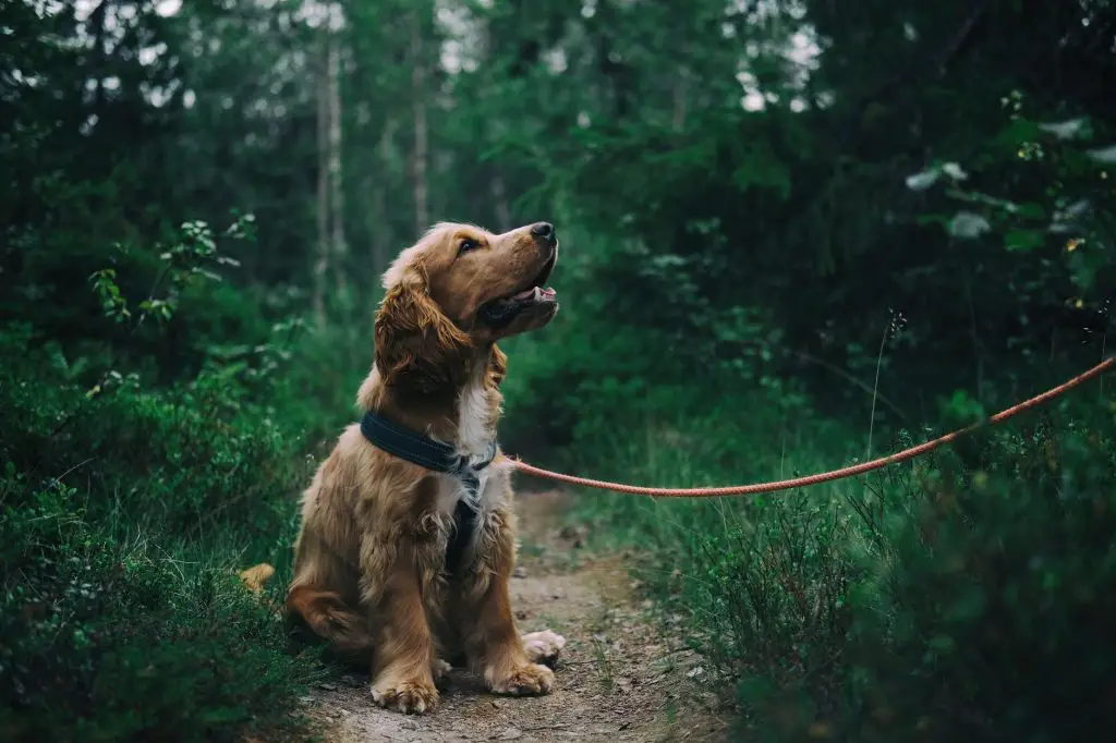 the best way to potty train a dog